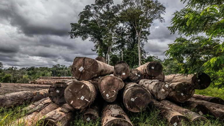 a pile of logs in the grass