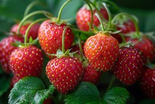 a group of strawberries on a plant