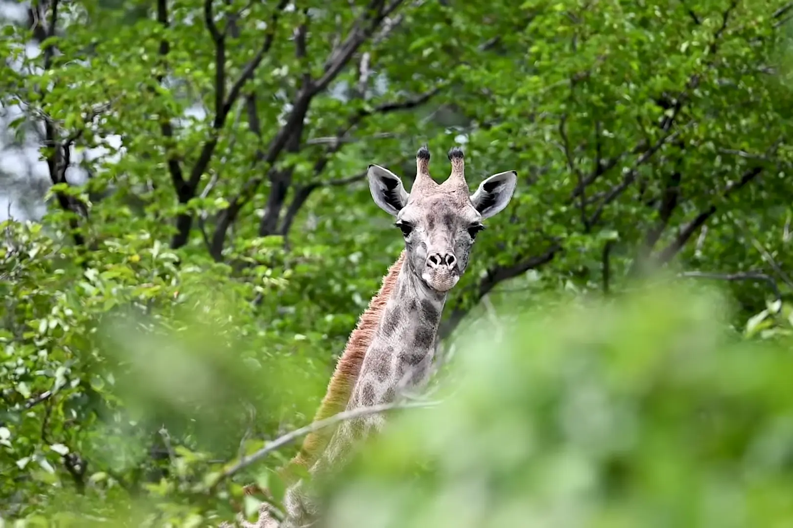 a giraffe in the woods