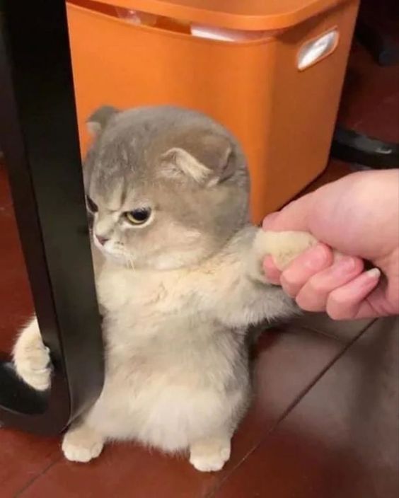 a cat being held by a hand