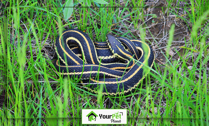 a snake coiled up in the grass