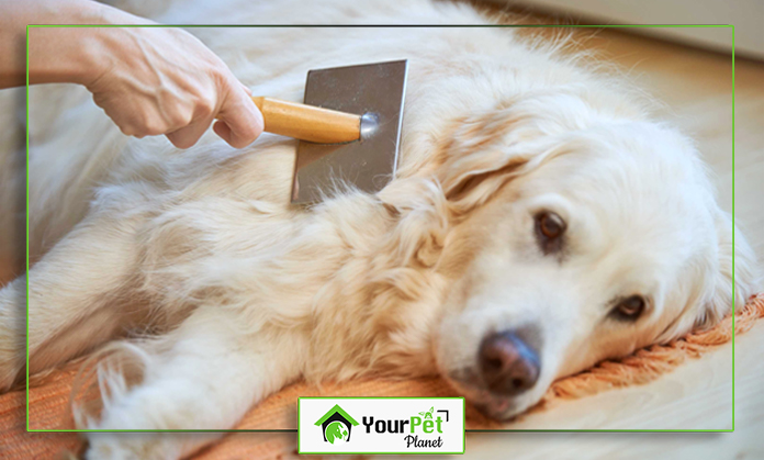 a person brushing a dog's fur