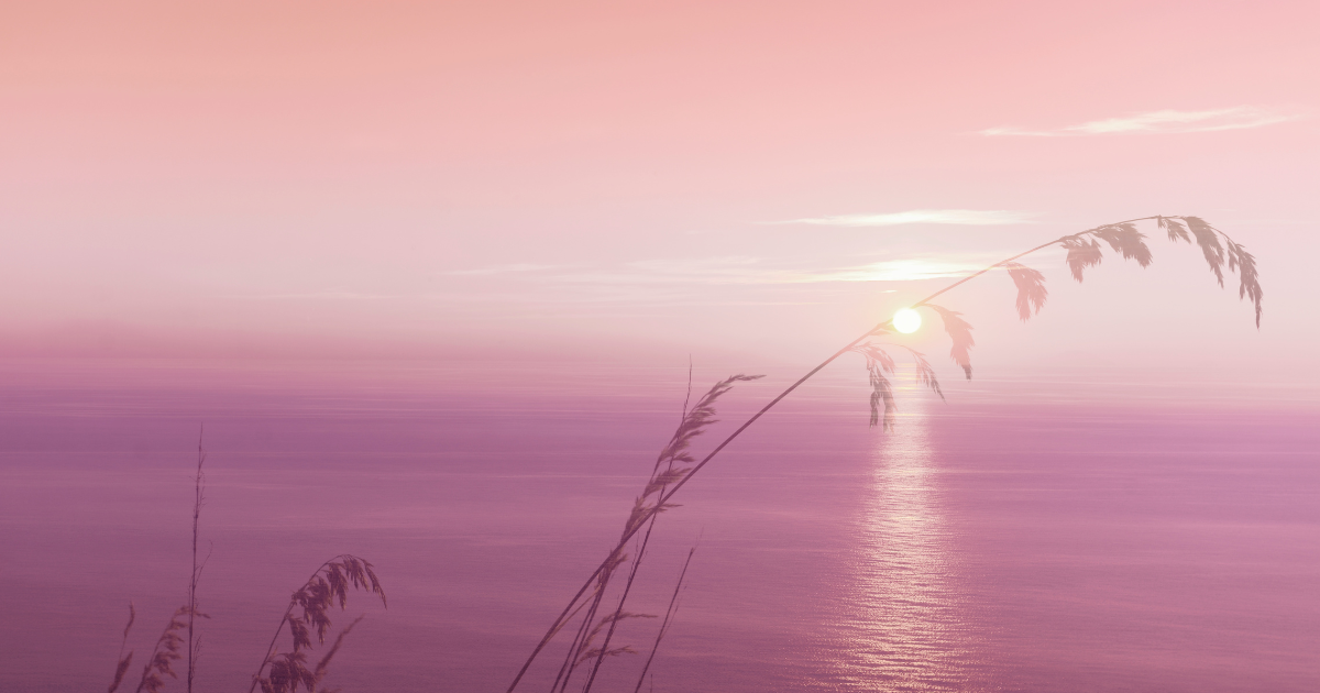 a sunset over water with grass and a pink sky