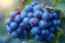 a bunch of blue berries on a plant