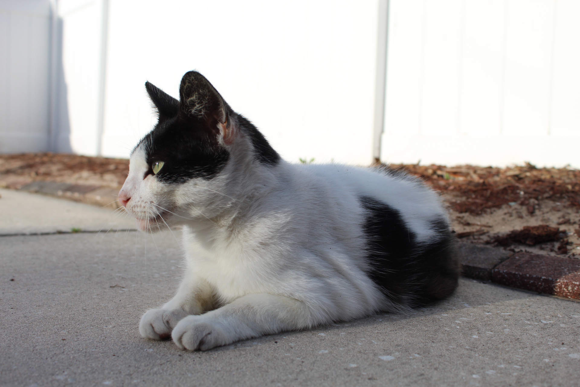 a cat lying on the ground