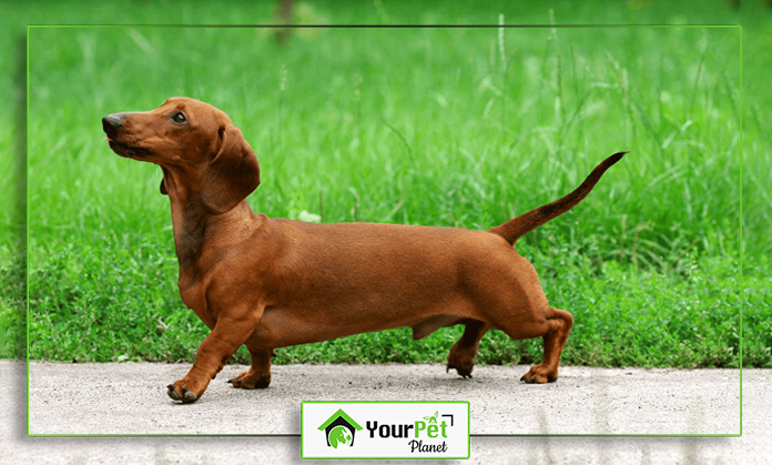 a dog standing on a sidewalk