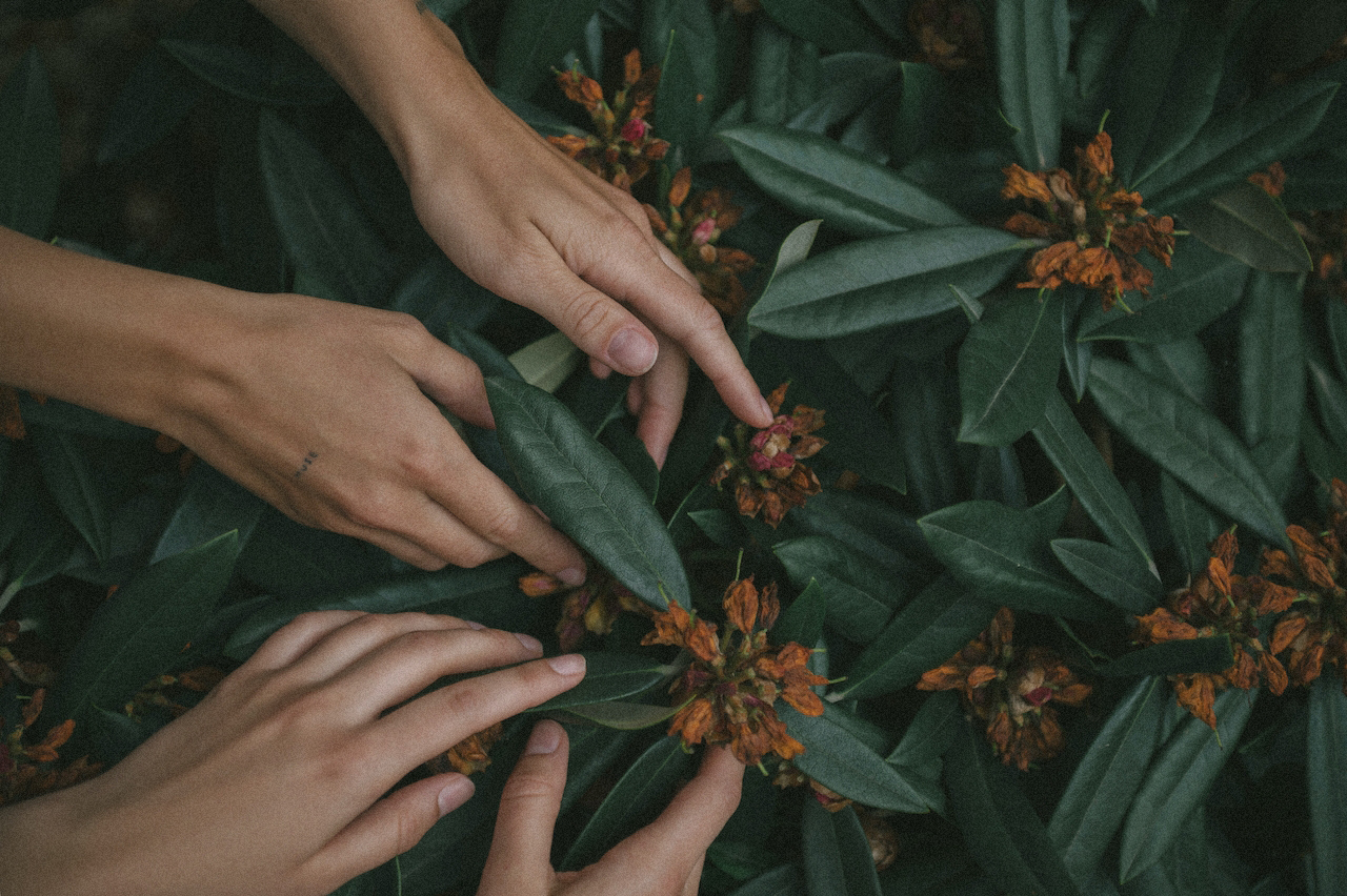 hands touching a flower with leaves
