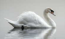 a white swan swimming in water