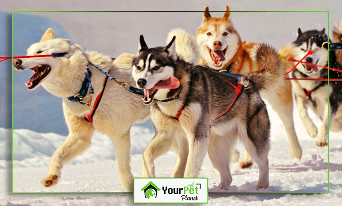 a group of dogs on leashes in the snow