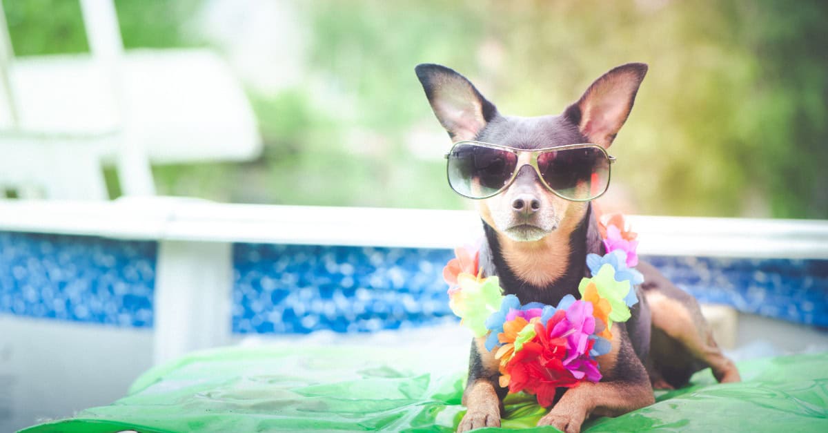 a dog wearing sunglasses and a lei