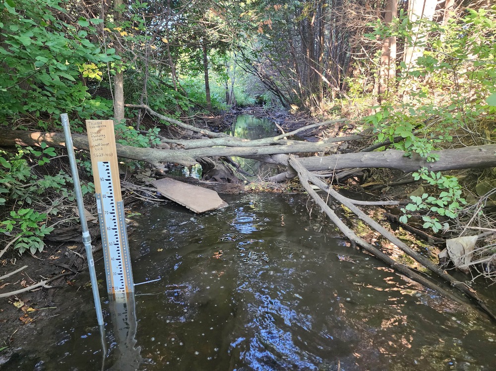 a water level gauge in a forest