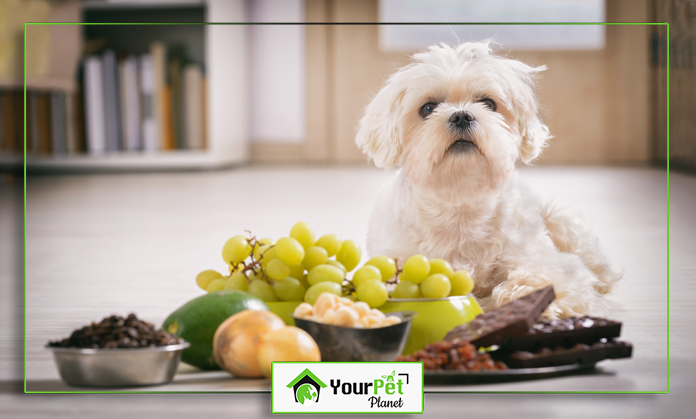 a dog sitting next to a bowl of food