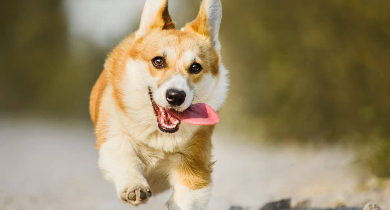 a dog running with its tongue out