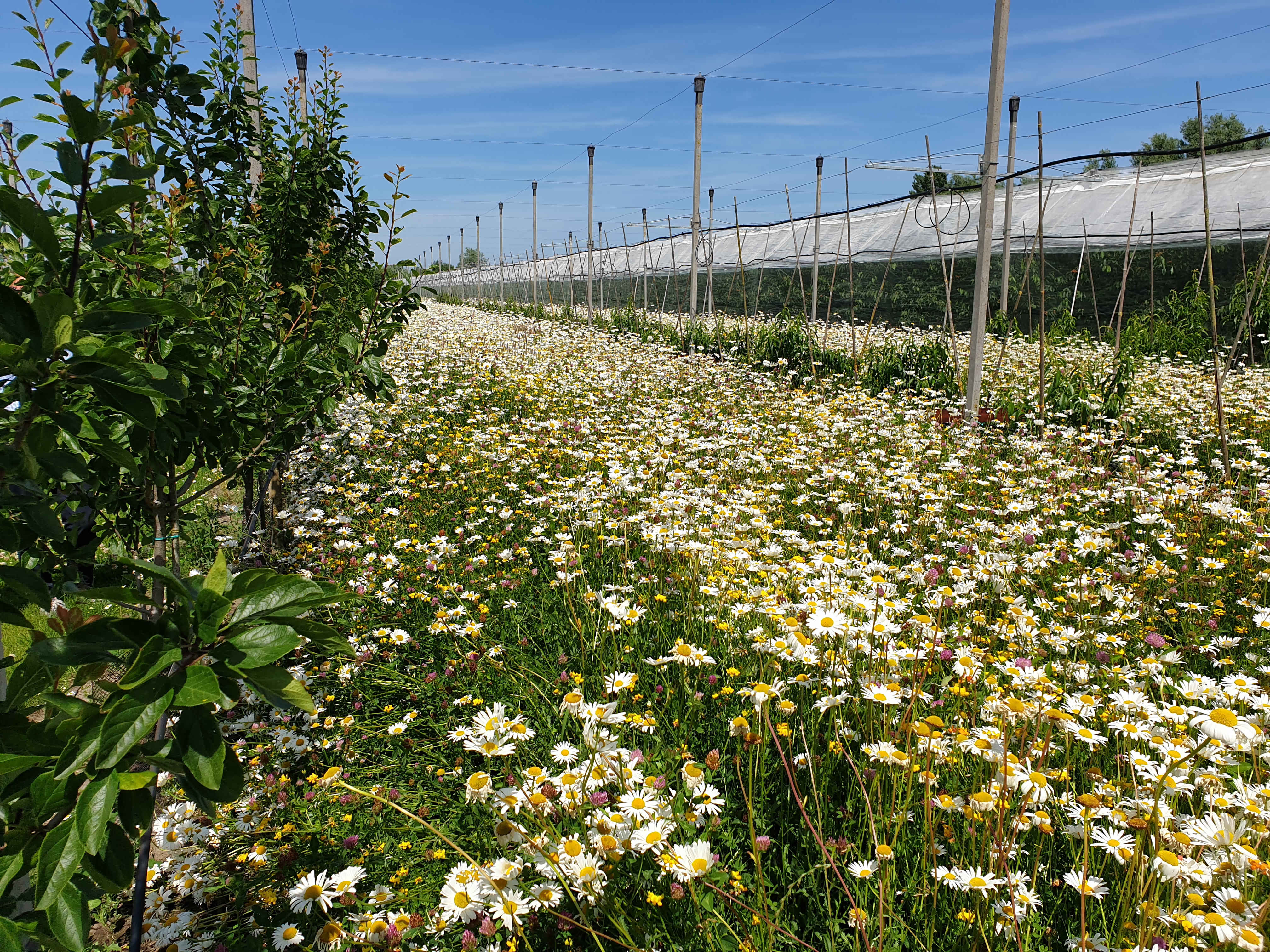 a field of flowers and plants