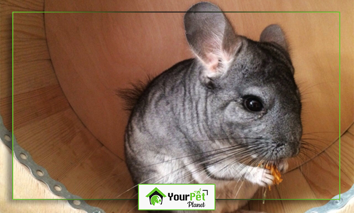 a grey and white rodent eating food