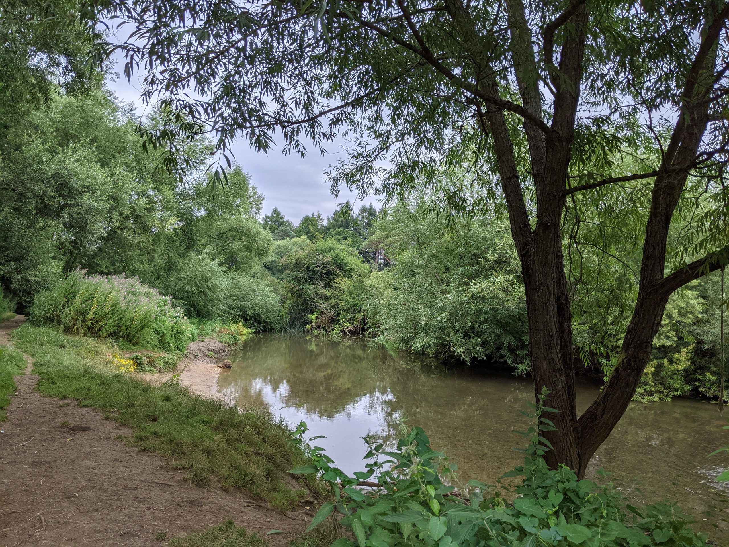 a river with trees and bushes