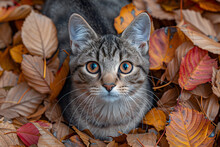 a cat sitting in leaves