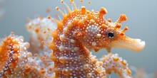 a seahorse with orange and white spots