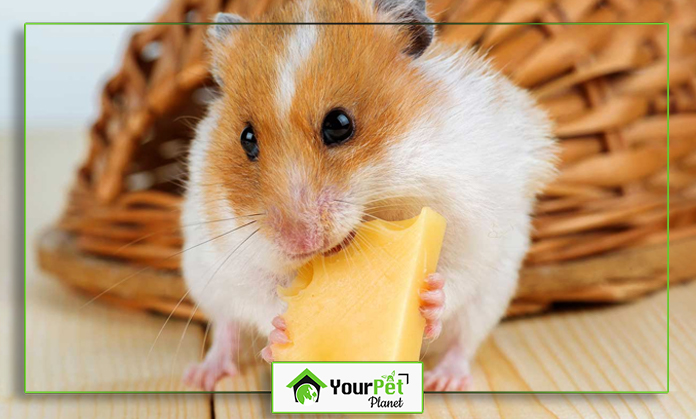 a mouse eating a piece of cheese