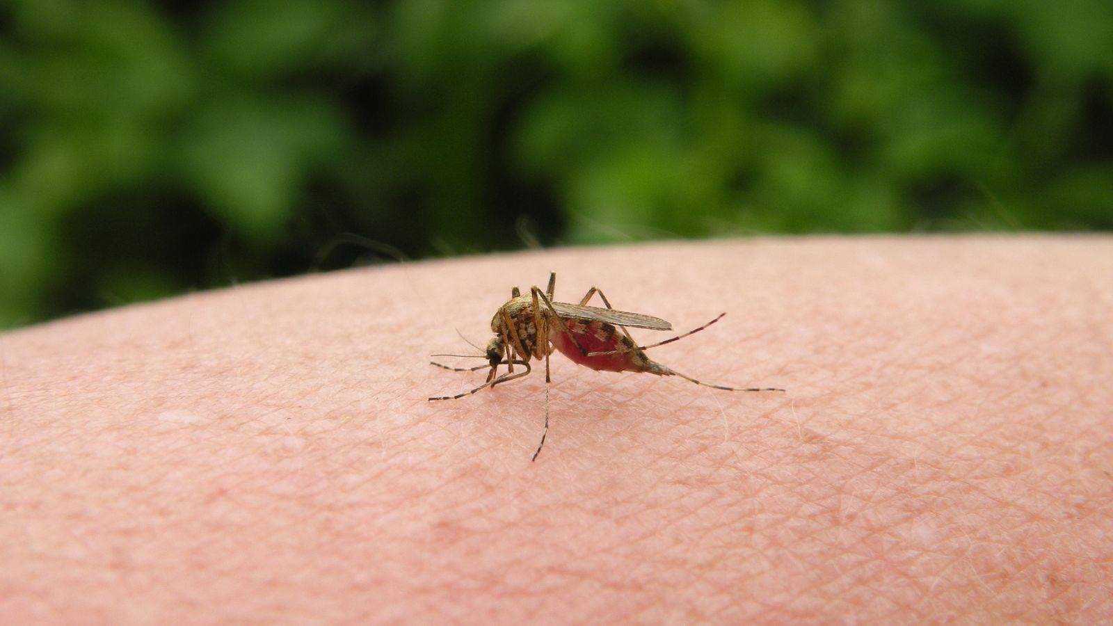 a mosquito on a person's skin