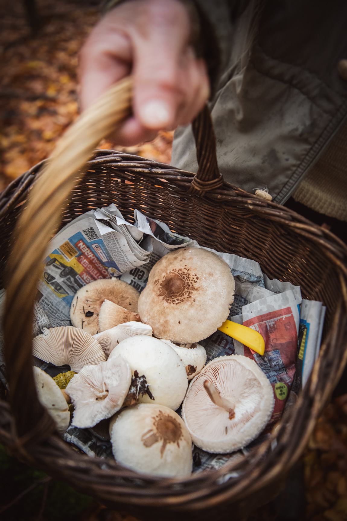 a basket full of mushrooms